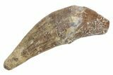 Fossil Primitive Whale (Basilosaur) Tooth - Morocco #225345-1